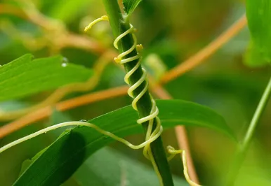 LESSON - NUTRITION IN PLANTS