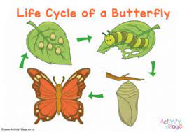 Lifecycle of a butterfly | Adobe Education Exchange